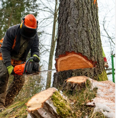 Boa Bloomfield Tree Service