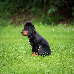 ChienSouriant