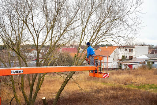 Ankeny Tree Service