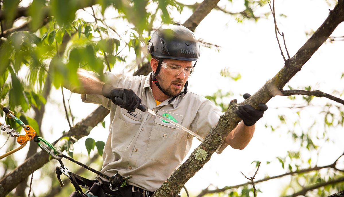 Leicester Tree Services