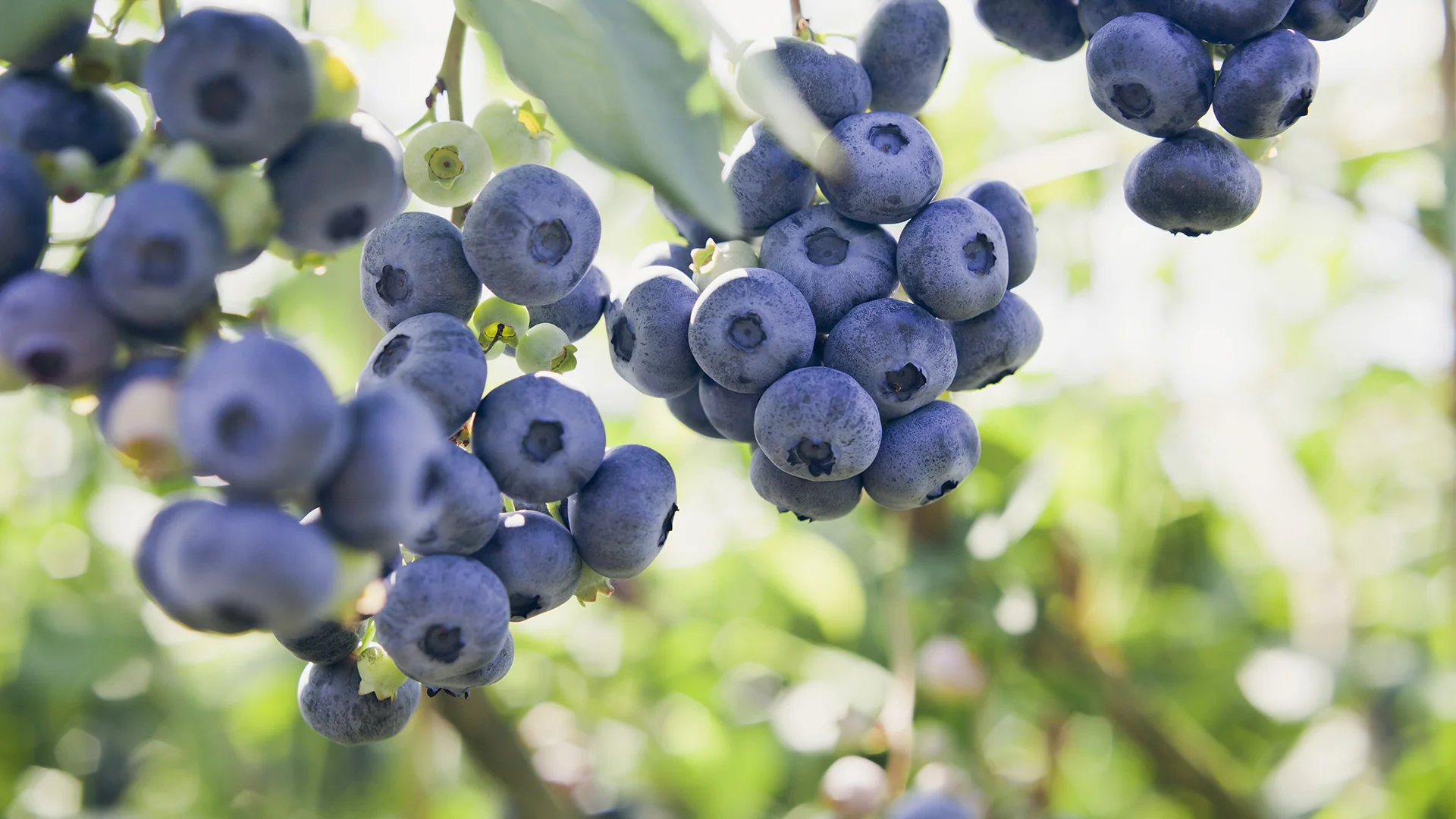 The Old Blueberry Farm