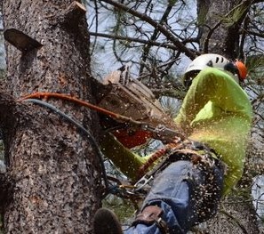 Joliet Tree Service Pros