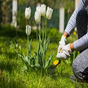 Garden Maintenance Chingford