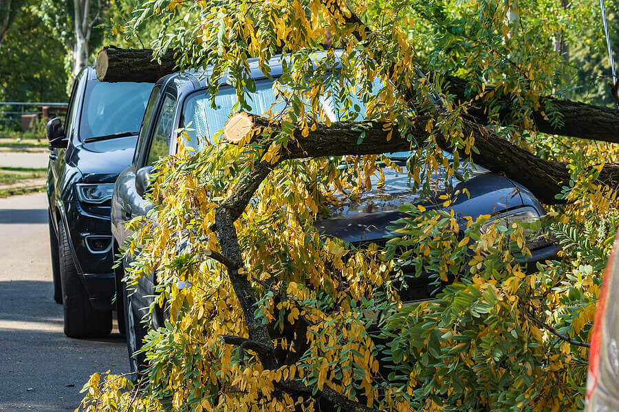 Marty's Tree Removal & Pruning