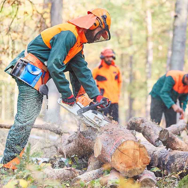 Trondheim Treservice - Trefelling Og Trepleie Ekspert